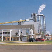 Mio plant